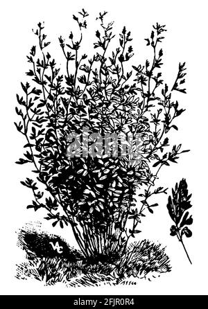 Luzerne / Medicago sativa / Luzerne (livre de motifs d'impression, 1911) Banque D'Images