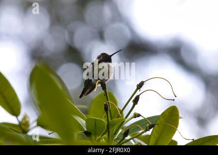 hummingbird sur une mince endurance de fleur de rhododendron Banque D'Images