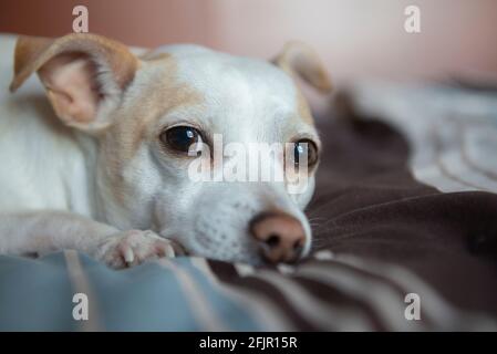 Chien blanc de petite race reposant après la maladie sur un lit dans un salon, dans le cadre d'animaux à l'intérieur du concept de maison. Banque D'Images