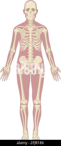 Système de squelette humain OS du corps diagramme anatomique diagramme vectoriel Illustration de Vecteur