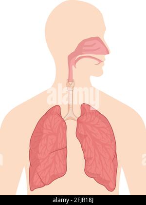 Schéma vectoriel du schéma anatomique des organes du système respiratoire Illustration de Vecteur