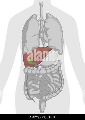 Schéma vectoriel de la partie du corps du foie de l'anatomie interne humaine Illustration de Vecteur