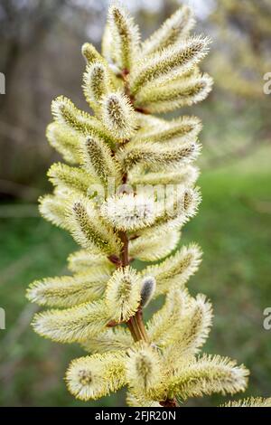 Willow Catkins en gros plan Banque D'Images