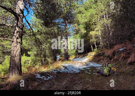 Promenade en hiver dans une belle journée de Sicile, vue d'un sac à dos sur un chemin qui traverse une forêt dense de pins de l'Etna Park Banque D'Images