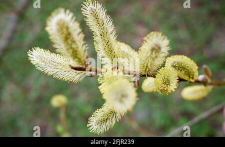 Willow Catkins en gros plan Banque D'Images