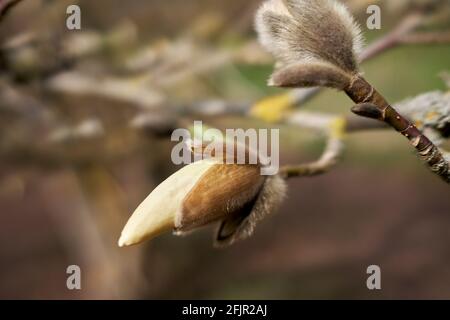 Les bourgeons magnolia s'ouvrent en gros plan Banque D'Images