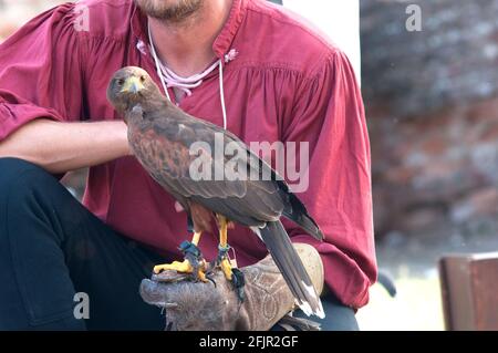 Italie, Lombardie, Rappelant historique, Falconer et Harris Hawk, Parabuteo unicinctus, en captivité Banque D'Images