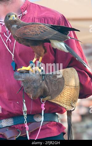 Italie, Lombardie, Rappelant historique, Falconer et Harris Hawk, Parabuteo unicinctus, en captivité Banque D'Images