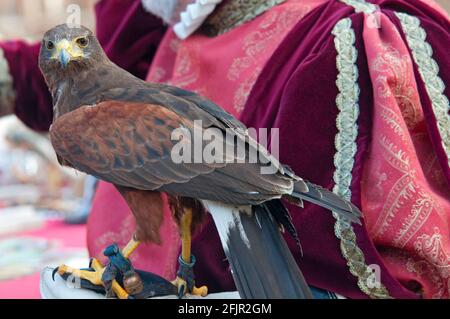 Italie, Lombardie, Rappelant historique, Falconer et Harris Hawk, Parabuteo unicinctus, en captivité Banque D'Images