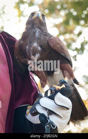 Italie, Lombardie, Rappelant historique, Falconer et Harris Hawk, Parabuteo unicinctus, en captivité Banque D'Images