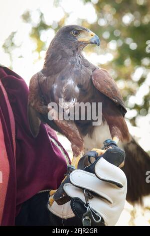 Italie, Lombardie, Rappelant historique, Falconer et Harris Hawk, Parabuteo unicinctus, en captivité Banque D'Images