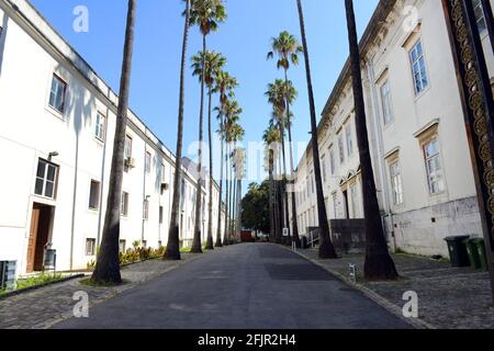 Une rue de palmiers sur le côté du Musée national d'Histoire naturelle et de la Science à Lisbonne, Portugal. Banque D'Images