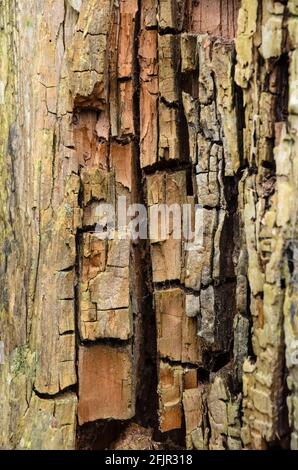 Arrière-plan naturel en bois avec détails de structure en forme de brûlé de l'intérieur d'un vieux tronc d'arbre, vue rapprochée Banque D'Images