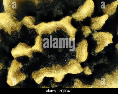 Graine de papaye sous le microscope, le champ de vision horizontal est d'environ 3 mm Banque D'Images