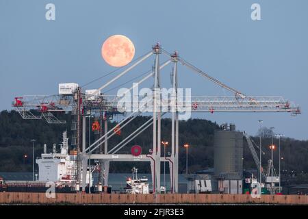 Ringaskiddy, Cork, Irlande. 26 avril 2021. Une lune rose super pleine descend derrière les grues portiques et le transporteur de vrac Pilatus Venture au nouveau terminal en eau profonde du port de Cork à Ringaskiddy, Co. Cork, Irlande. - crédit; David Creedon / Alamy Live News Banque D'Images