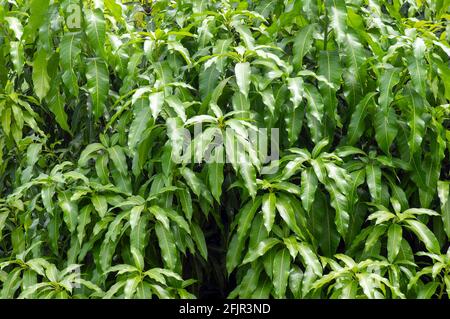Jeunes feuilles de mangue verte pour un fond naturel Banque D'Images