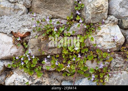 Lierre de Kenilworth, Cymbalaria muralis. Plante d'escalade sauvage sur un vieux mur Banque D'Images