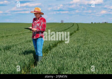 Agricultrice agronome utilisant des tablettes numériques dans le champ du blé vert, technologie innovante dans la production agricole Banque D'Images