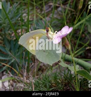 La pierre d'honneur commune (Gonepteryx rhamni) fourrager une fleur Banque D'Images