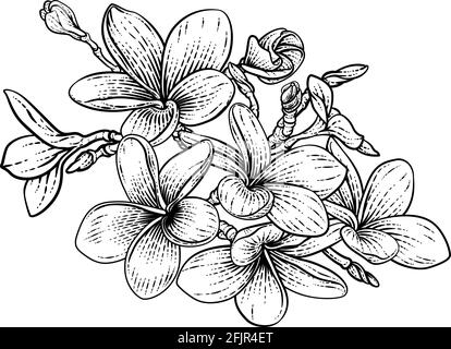 Forêt tropicale Plumeria Frangipani Bali Flower Woodcut Illustration de Vecteur