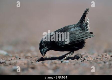 Grand terrain Finch Geospiza magirostris l'un des Finches Santa de Darwin Cruz Island Galapagos BI015059 Banque D'Images