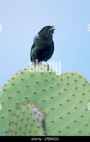 Petite ferme sur Opuntia Cactus Geospiza fuliginosa un de Les Finches de Darwin South Plaza Island Galapagos BI015060 Banque D'Images