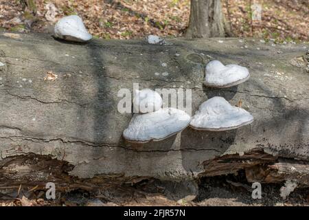 Champignons médicinaux (Fomitopsidaceae) sur le tronc de l'arbre mort. Gros plan. Détails. Banque D'Images