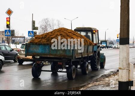 BELARUS, NOVOPOLOTSK - 15 OKTOBER, 2019: Le tracteur transporte du fumier dans la remorque sur route Banque D'Images