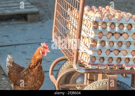 Poulet unique en plus de la gamme d'œufs frais bruns à la ferme. Poule domestique regardant l'agriculture rurale brouette. L'élevage écologique et l'auto su Banque D'Images