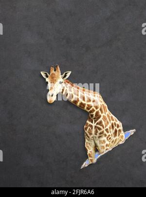 Girafe dans un trou en papier avec effet 3d. Modèle de maquette. Copier l'espace pour le texte Banque D'Images