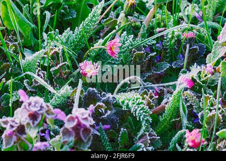 Fleurs de Marguerite commune congelées dans l'herbe couverte de givre. Tôt le matin du printemps. Genre Bellis perennis. Banque D'Images