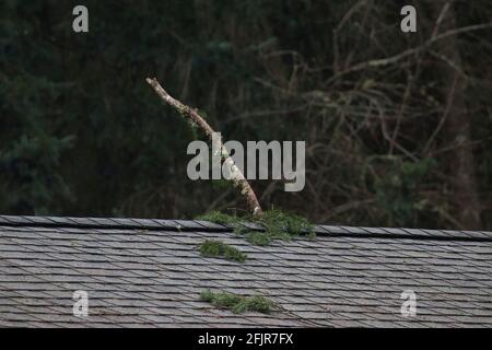 grosse branche d'arbre tombée coincée dans les bardeaux de toit Banque D'Images