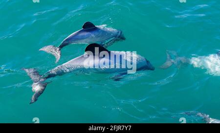 Hecteurs dauphins, mère et bébé veau d'environ 18 mois, dauphin en voie de disparition, Nouvelle-Zélande. Cétacés endémique à la Nouvelle-Zélande. Banque D'Images