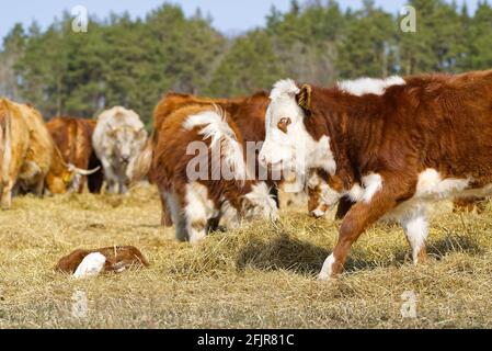Jeune Chandler Herefords vache Portrait. Vache peinte marron et blanche. Jolie vache orange à tête blanche Banque D'Images