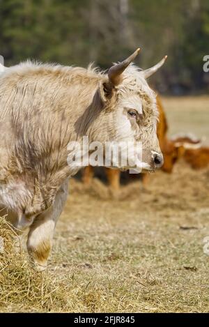 Portrait de la vache de race Blonde Aquitaine dans le champ d'automne de prairie. Pâturage libre Banque D'Images