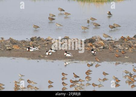 Qingdao, Qingdao, Chine. 26 avril 2021. Le 25 avril 2021, il s'agit d'un oiseau migrateur du canard à nez d'écureuil et du pluvier vivant dans la section de l'île Rouge du parc national de l'océan de la baie de Jiaozhou à Qingdao. Vers la fin du printemps, des dizaines de milliers de pluviers migrateurs se sont rendus au parc national de l'océan de la baie de Jiaozhou, dans la ville de Qingdao, province de Shandong, pour reconstituer la forme physique ou se reproduire en été, ajoutant une vitalité et une spiritualité infinies à cette belle ville côtière. avec la création de parcs marins et l'organisation locale de protection de la faune, les bénévoles continuent Banque D'Images