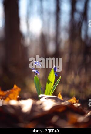 Les fleurs de Scilla fleurissent parmi les feuilles mortes dans la forêt de printemps éclairée par les lumières solaires. Mise au point sélective. Banque D'Images