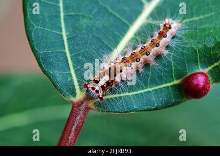 Chenille de dagger, Acronicta rumicis, Satara, Maharashtra, Inde Banque D'Images