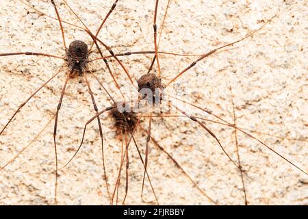 Famille d'araignées Harvestman, Hadrobunus grandis, Bandhavgarh, Madhya Pradesh, Inde Banque D'Images