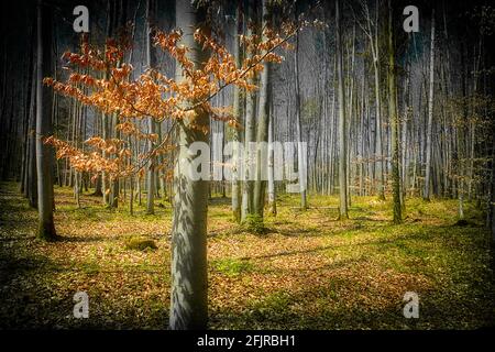 ART PHOTOGRAPHIQUE : Bois de hêtre le long de Lustsee à Iffeldorf (Naturschutzgebiet/réserve naturelle d'Osterseen), Bavière, Allemagne Banque D'Images