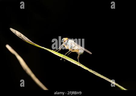 Mouche parasitaire, Pegomya testacea, Satara, Maharashtra, Inde Banque D'Images