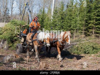 LES TRAVAUX FORESTIERS AVEC LES CHEVAUX les arbres abattus sont réalisés par puissance Banque D'Images