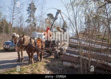 LES TRAVAUX FORESTIERS AVEC LES CHEVAUX les arbres abattus sont réalisés par puissance Banque D'Images