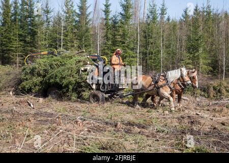 LES TRAVAUX FORESTIERS AVEC LES CHEVAUX les arbres abattus sont réalisés par puissance Banque D'Images