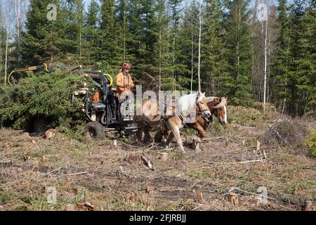 LES TRAVAUX FORESTIERS AVEC LES CHEVAUX les arbres abattus sont réalisés par puissance Banque D'Images