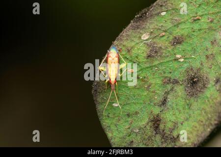 Insecte végétal, Rhabdomiris striatellus, Satara, Maharashtra, Inde Banque D'Images