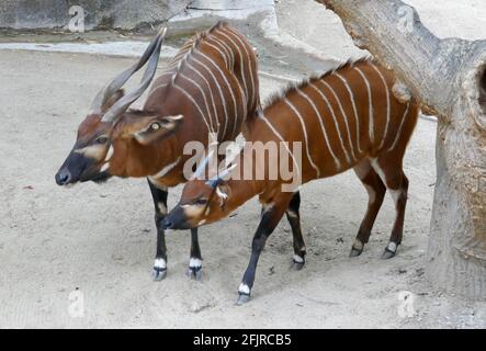 Los Angeles, Californie, États-Unis 22 avril 2021 UNE vue générale de l'atmosphère Baby Mountain Bongo et Mother Mountain Bongo le jour de la Terre au zoo de Los Angeles, Qui a fermé le 13 mars 2020 au 26 août 2020 en raison d'une pandémie, puis fermé le 7 décembre 2020 et rouvert le 16 février 2021 en raison de la pandémie Covid-19 du coronavirus, illustrée ici le 22 avril 2021 à Los Angeles, Californie, États-Unis. Photo par Barry King/Alay stock photo Banque D'Images