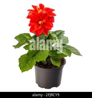 Dahlia avec des fleurs éclatantes de rouge spectaculaire sur fond blanc Banque D'Images