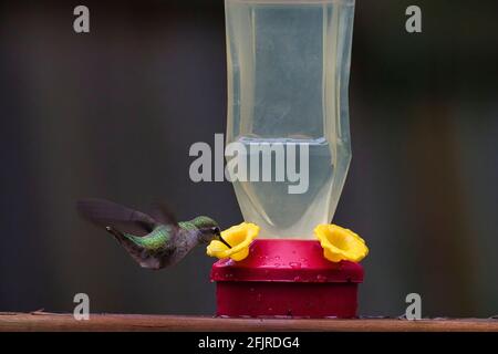 un oiseau en train de bumer et de boire depuis le mangeoire Banque D'Images