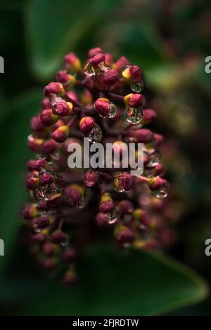 Raindrops sur une fleur de plantes de Skimmia japonica Banque D'Images